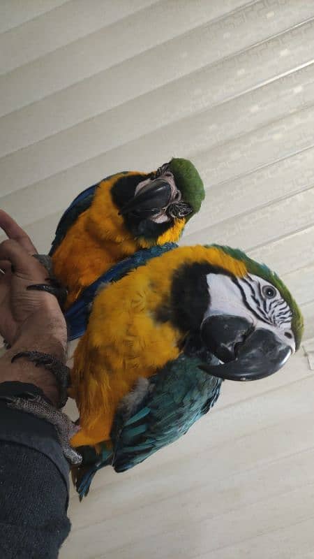 Macaw Pair Hand Tamed 1