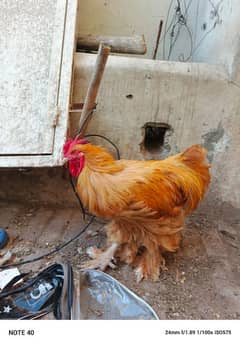 5 golden buff 1 black buff male available for sale (4000) par piece