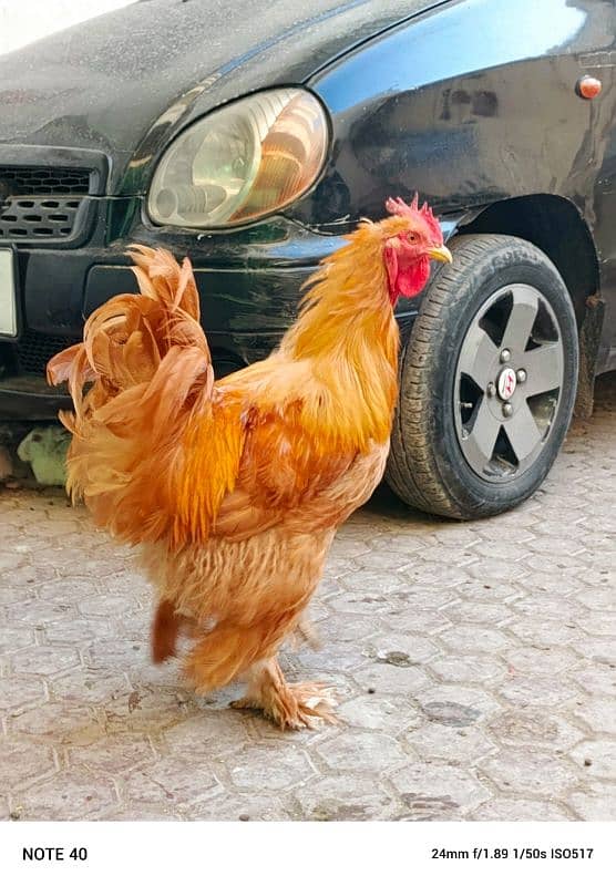 5 golden buff 1 black buff male available for sale (4000) par piece 8