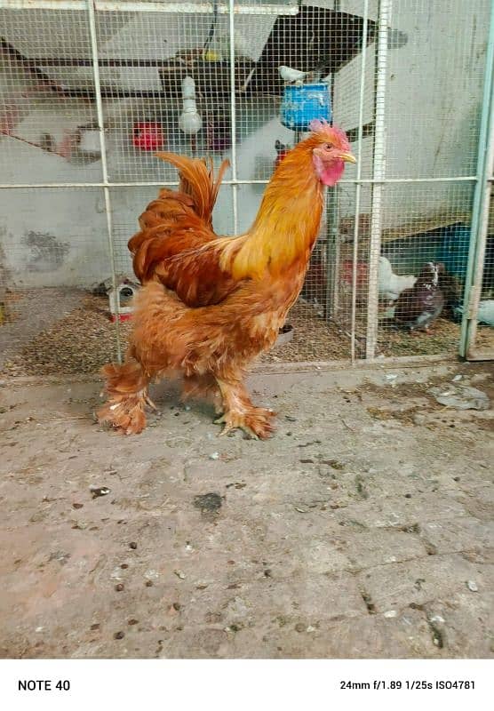 5 golden buff 1 black buff male available for sale (4000) par piece 11