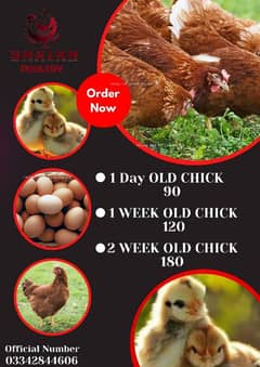 Golden Misri Chicks --Shaikh Poultry dr