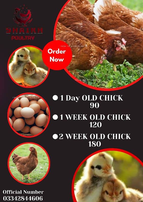 Golden Misri Chicks --Shaikh Poultry dr 0