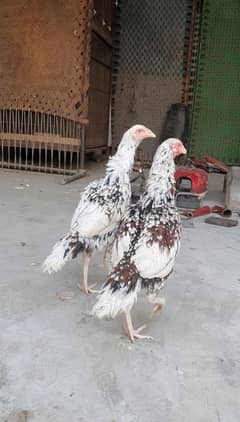 2 Sindhi aseel hens for sale long height