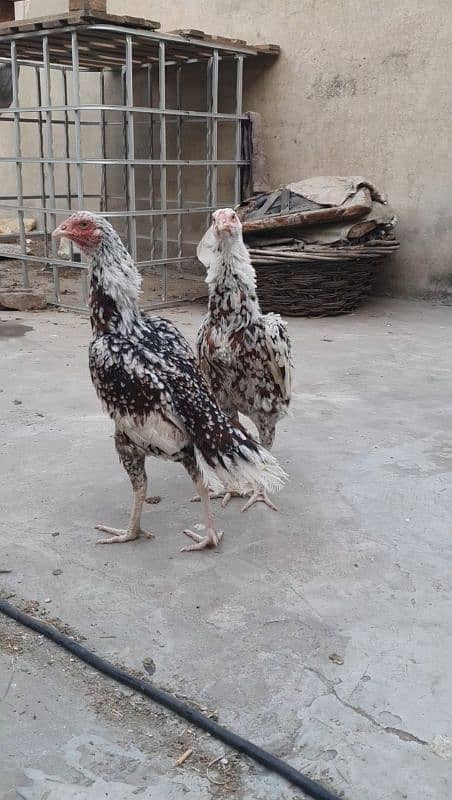 2 Sindhi aseel hens for sale long height 1