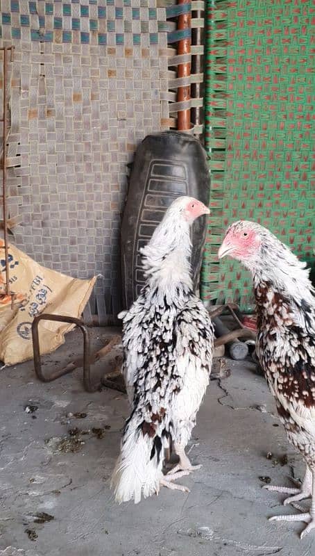 2 Sindhi aseel hens for sale long height 2