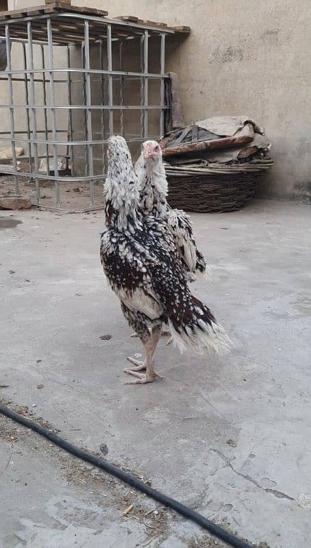 2 Sindhi aseel hens for sale long height 3