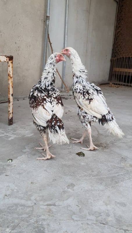 2 Sindhi aseel hens for sale long height 4