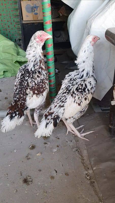 2 Sindhi aseel hens for sale long height 5