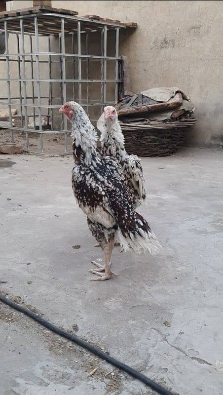 2 Sindhi aseel hens for sale long height 6