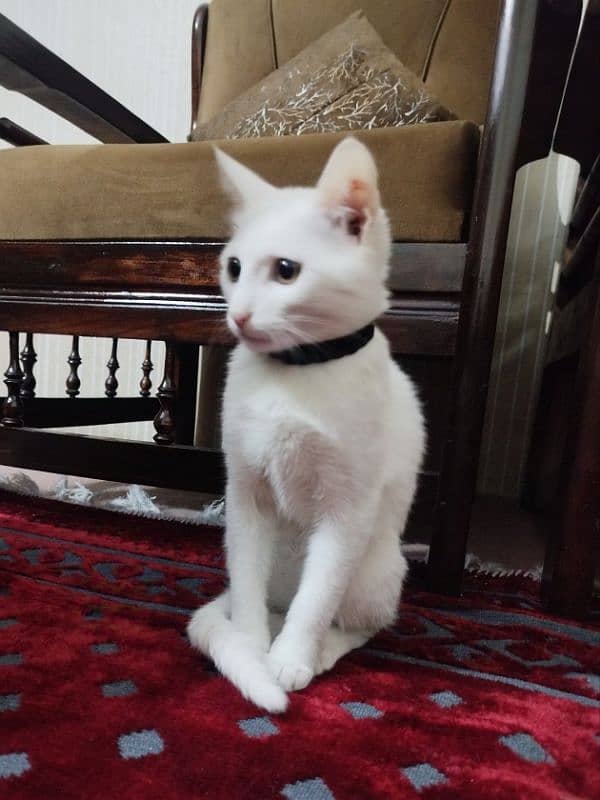 white cat with brown eyes 0