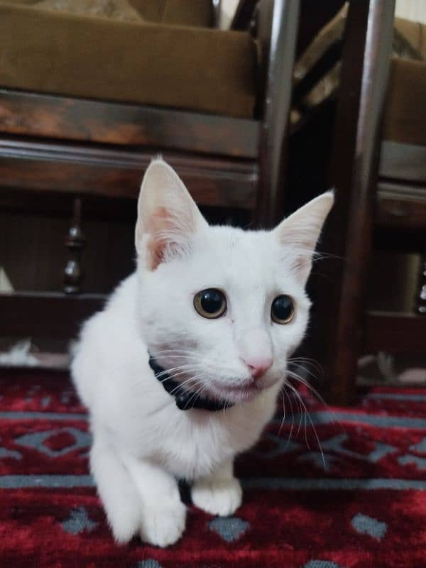 white cat with brown eyes 1