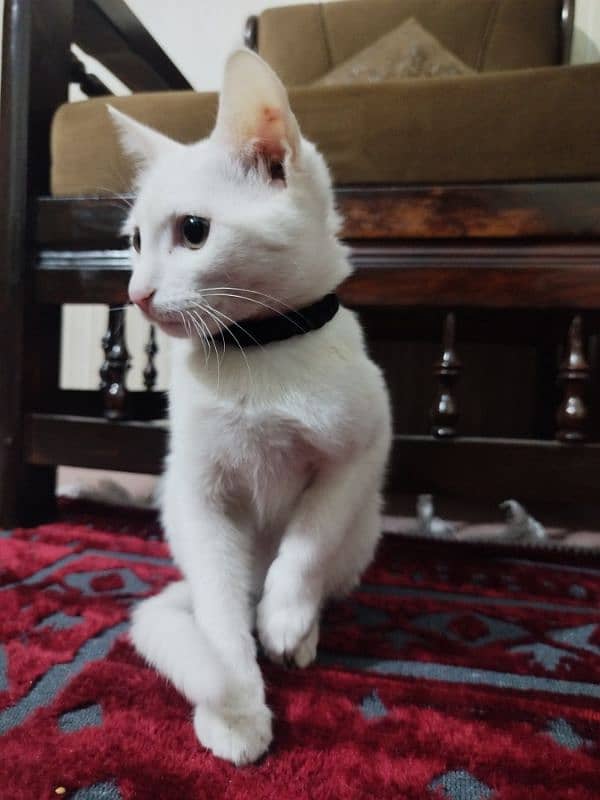 white cat with brown eyes 2