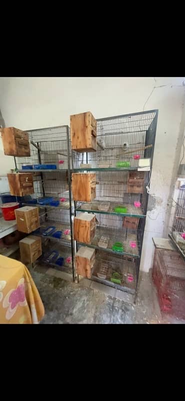 Love Bird Breeder Pairs setup with dna,eggs,chicks 0