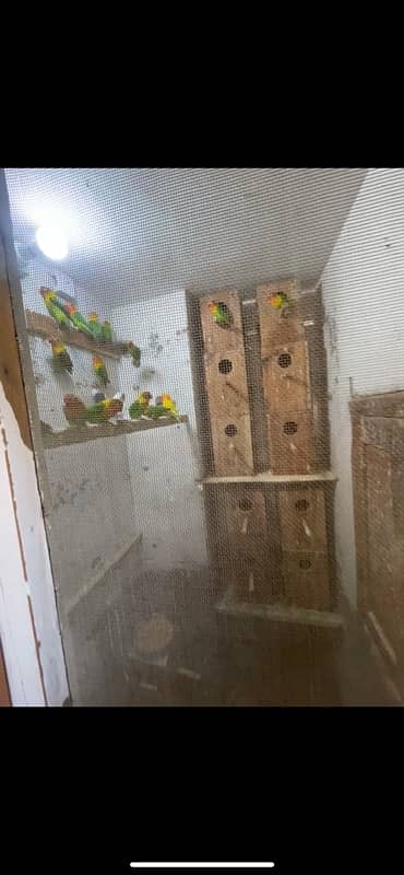 Love Bird Breeder Pairs setup with dna,eggs,chicks 1