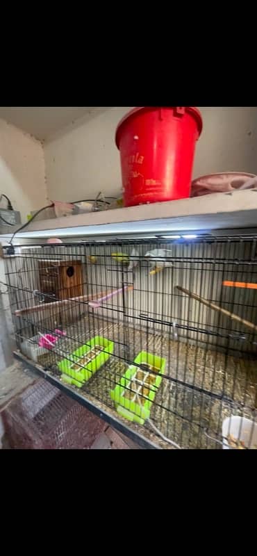 Love Bird Breeder Pairs setup with dna,eggs,chicks 2