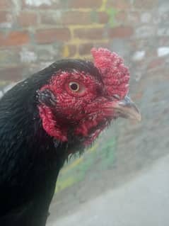 black cock