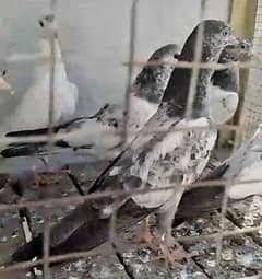 baby pigeon sale