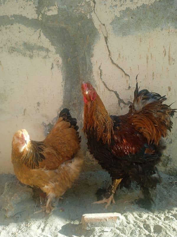 Gold Partridge Pair 1