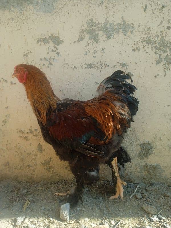 Gold Partridge Pair 6