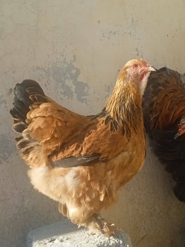 Gold Partridge Pair 7