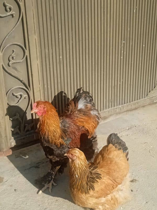 Gold Partridge Pair 8