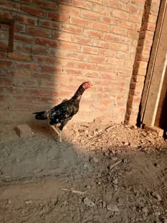 aseel murga murgi hen