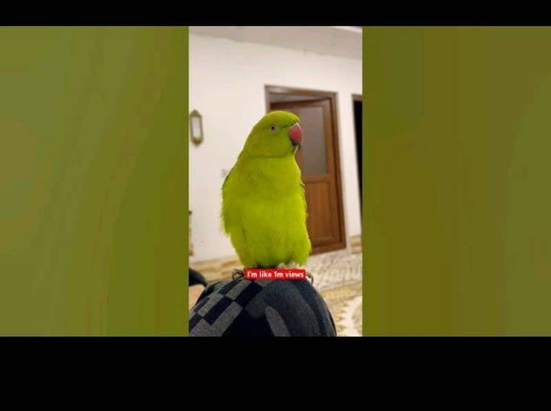 parrot single         non talking 0