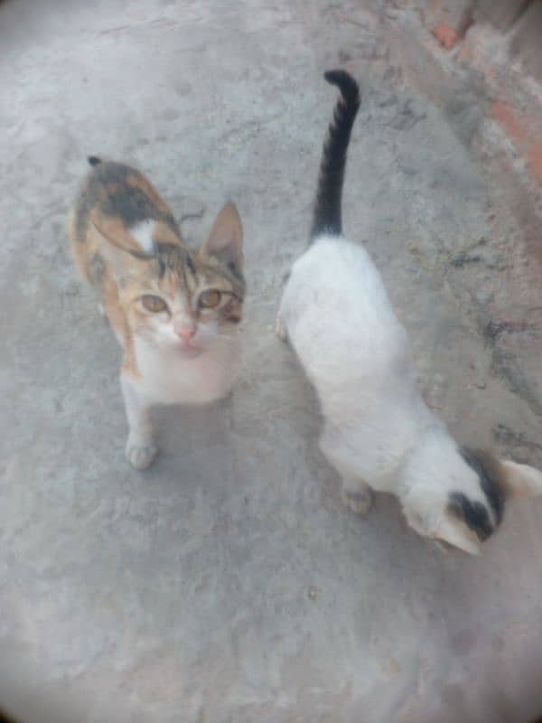 pair of cute cates 0