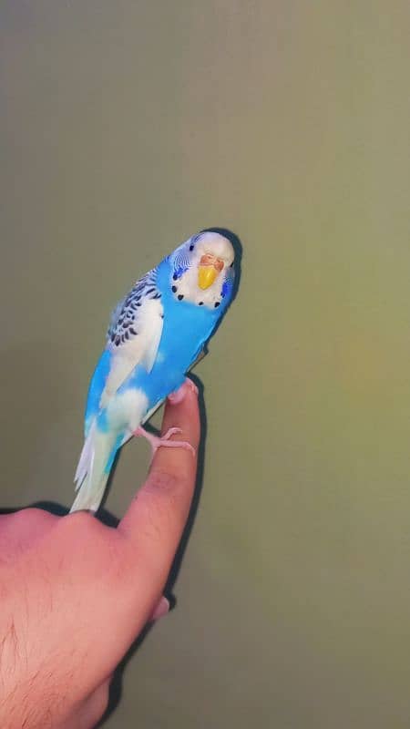 handtame budgie female full friendly 0