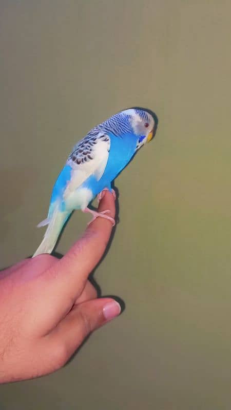 handtame budgie female full friendly 1