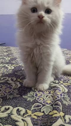 PERSIAN KITTEN FOR SALE