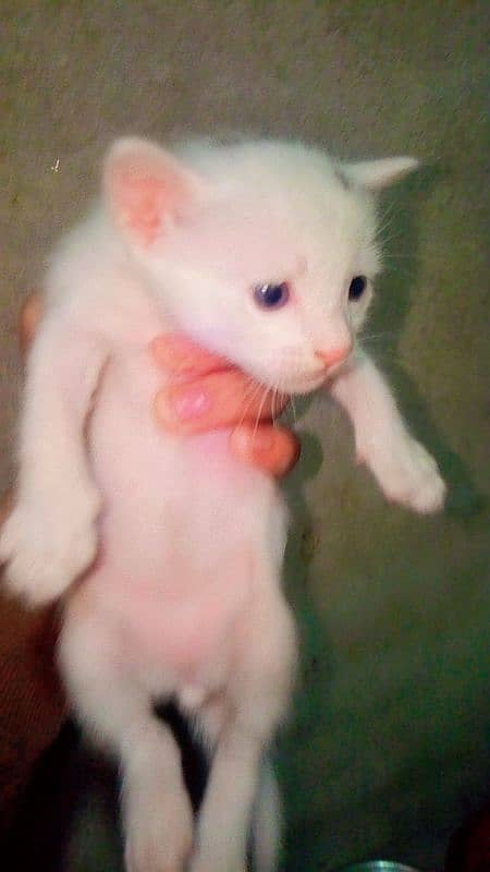 cat pair and babies for sale 03196348882 1