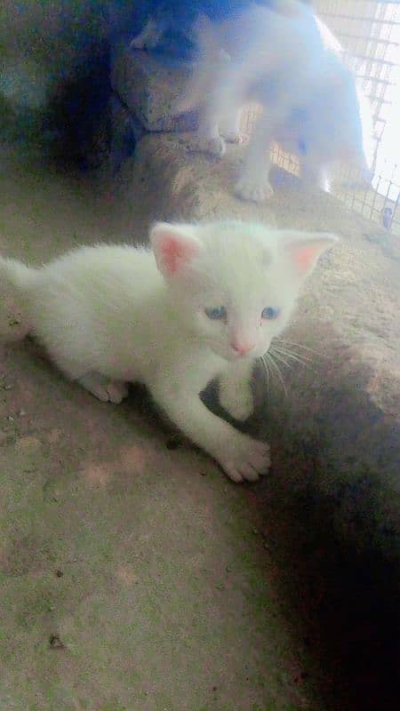 cat pair and babies for sale 03196348882 2