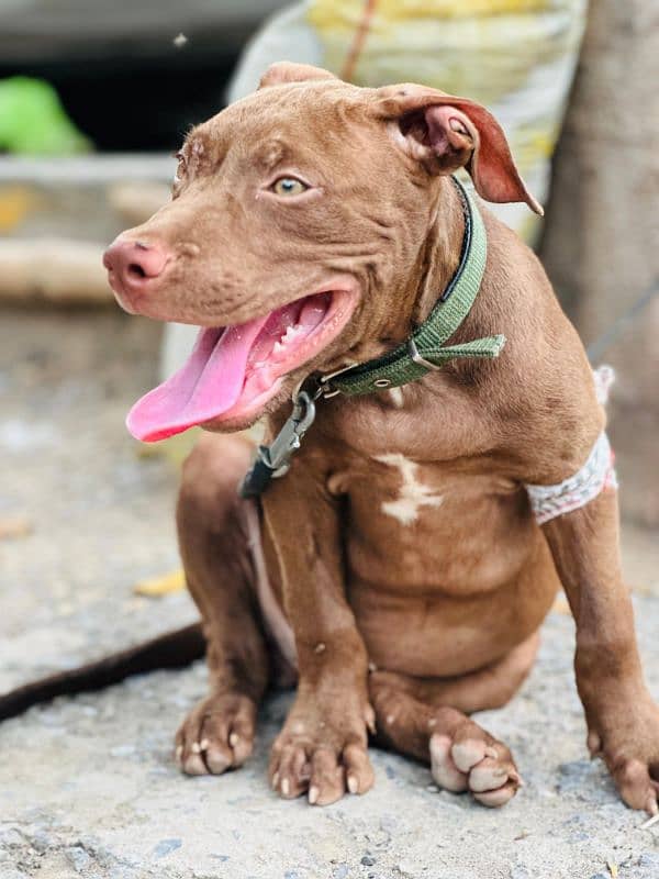 American pitbull terrior 3