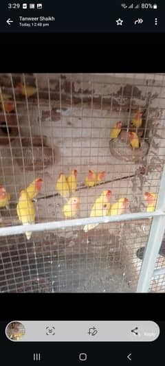 love bird  for sell