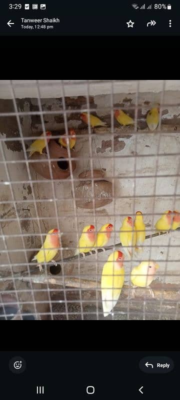 love bird  for sell 3