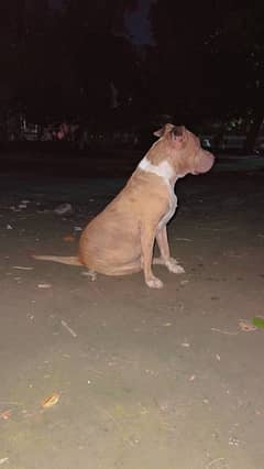 pitbull