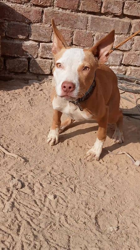 Exchange Pitbull papi female with Garman 0