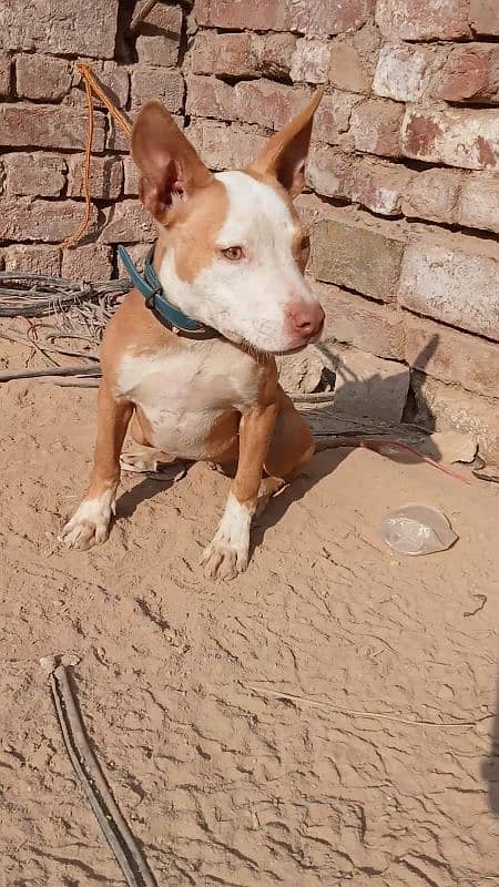 Exchange Pitbull papi female with Garman 3