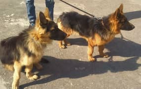 Germa shepherd male and female pair in black mask heavy bone structure