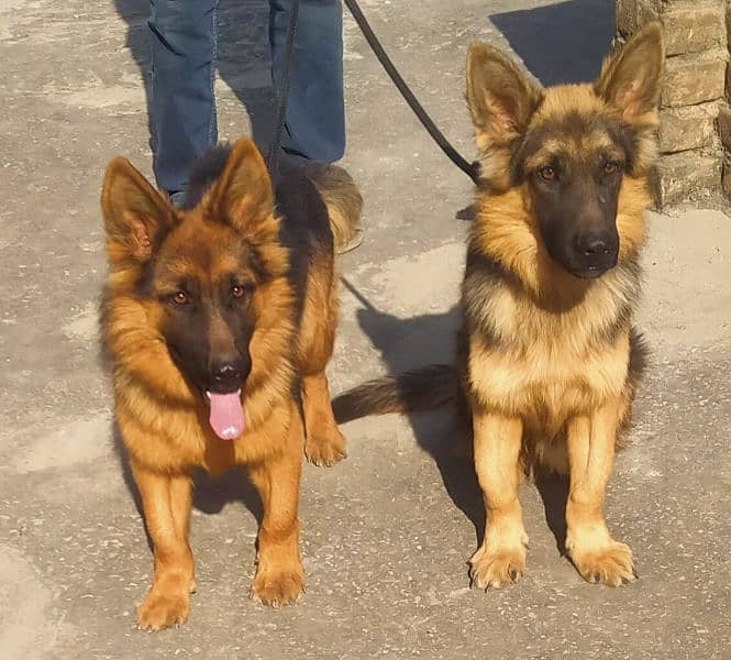 Germa shepherd male and female pair in black mask heavy bone structure 1