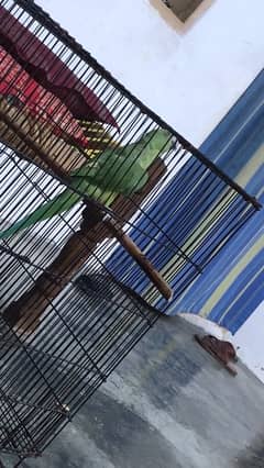 parrot for sell