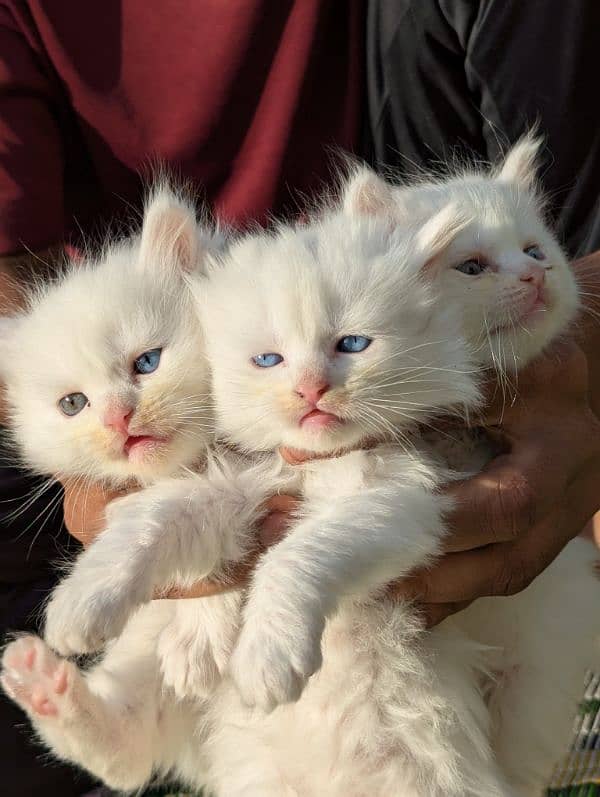 Pure Persian kittens for sale 1