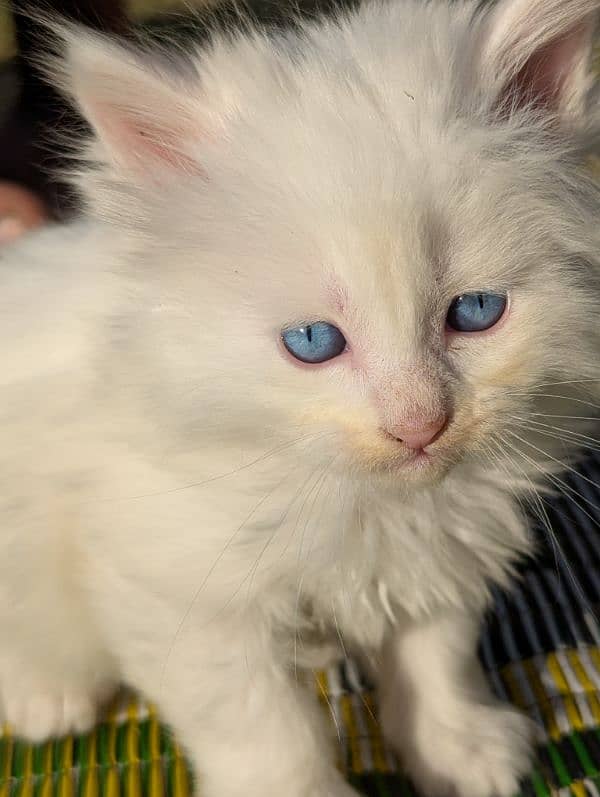 Pure Persian kittens for sale 2