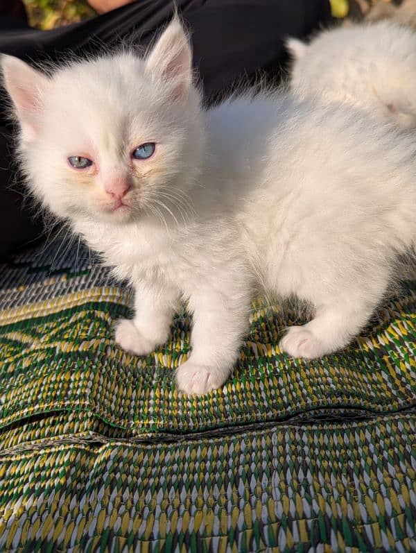 Pure Persian kittens for sale 4