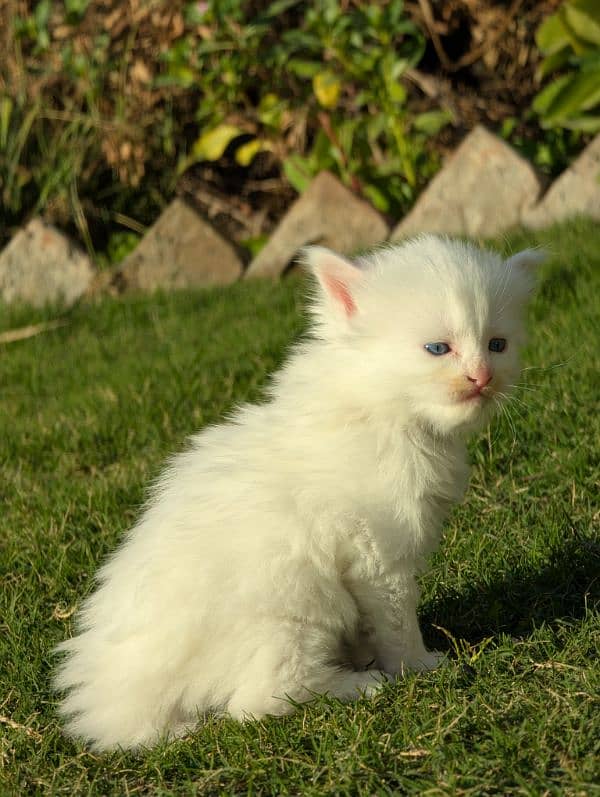 Pure Persian kittens for sale 5