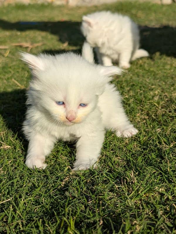 Pure Persian kittens for sale 6