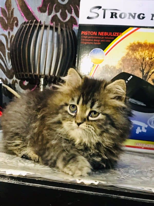 Tabby pure Persian Triple coat Fluffy kitten 0