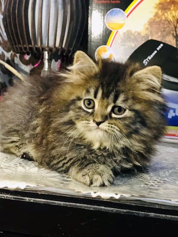 Tabby pure Persian Triple coat Fluffy kitten 1