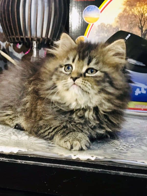 Tabby pure Persian Triple coat Fluffy kitten 2